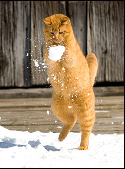 Cat Playing Snow Ball
